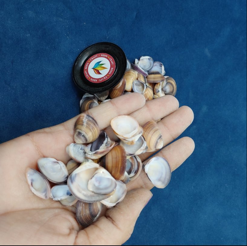 Sea Shell Design 7 ( 40Grms Pack )