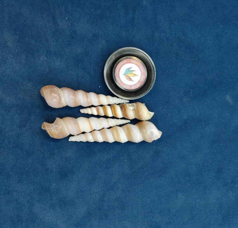 Sea Shell Design 7 ( 4 pcs Pack