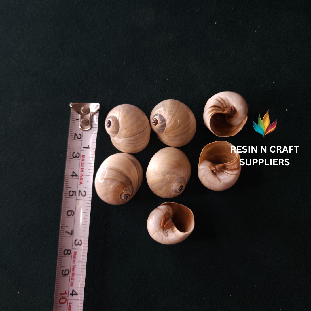 Polished Spiral Eye Shell Stone 40 GRMS (Design 17)