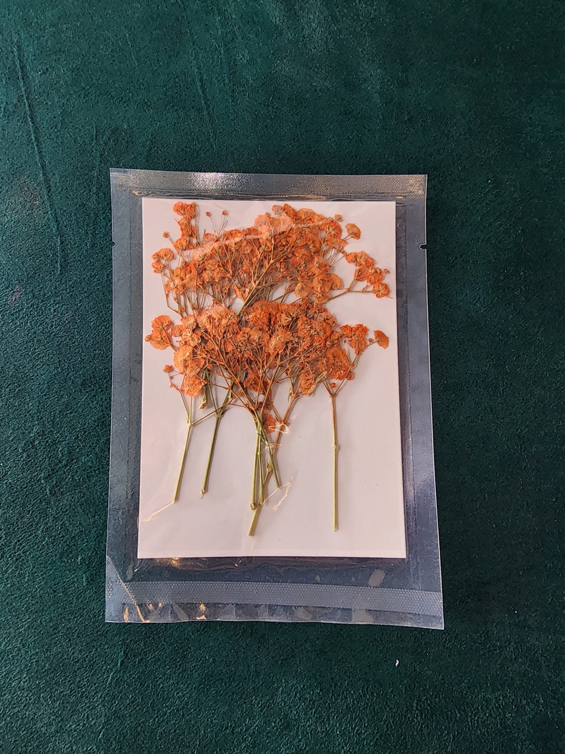 Orange Baby's Breath Box