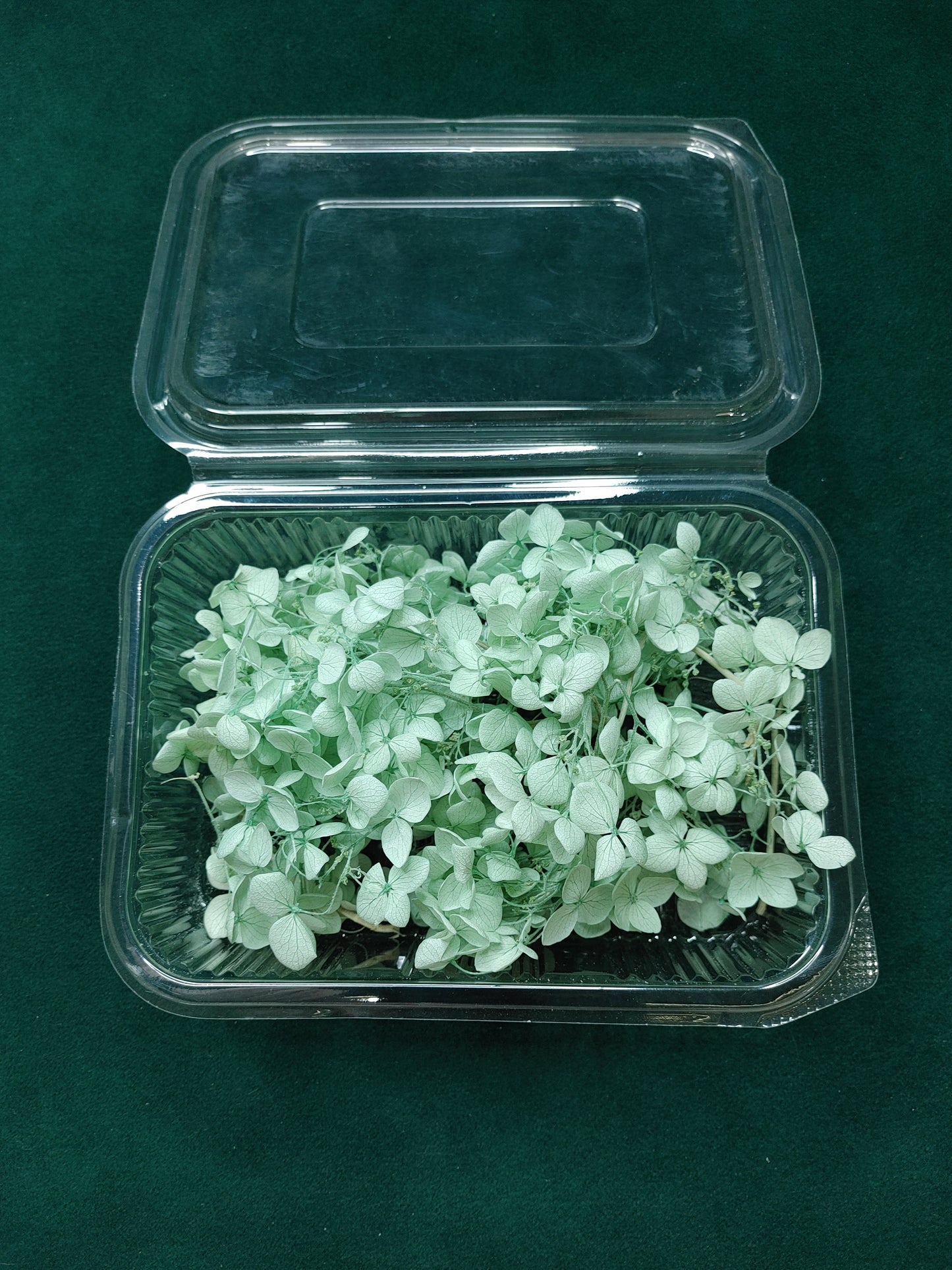 Hydra Flower Big Box