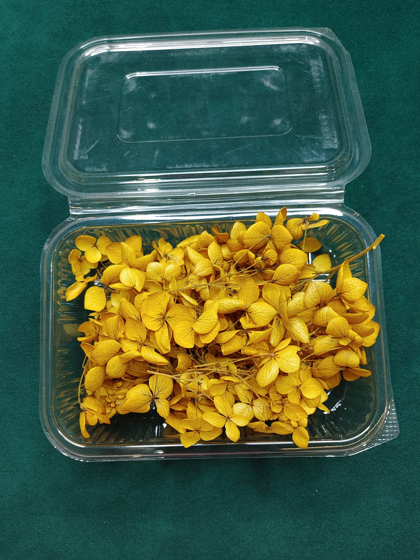 Hydra Flower Big Box