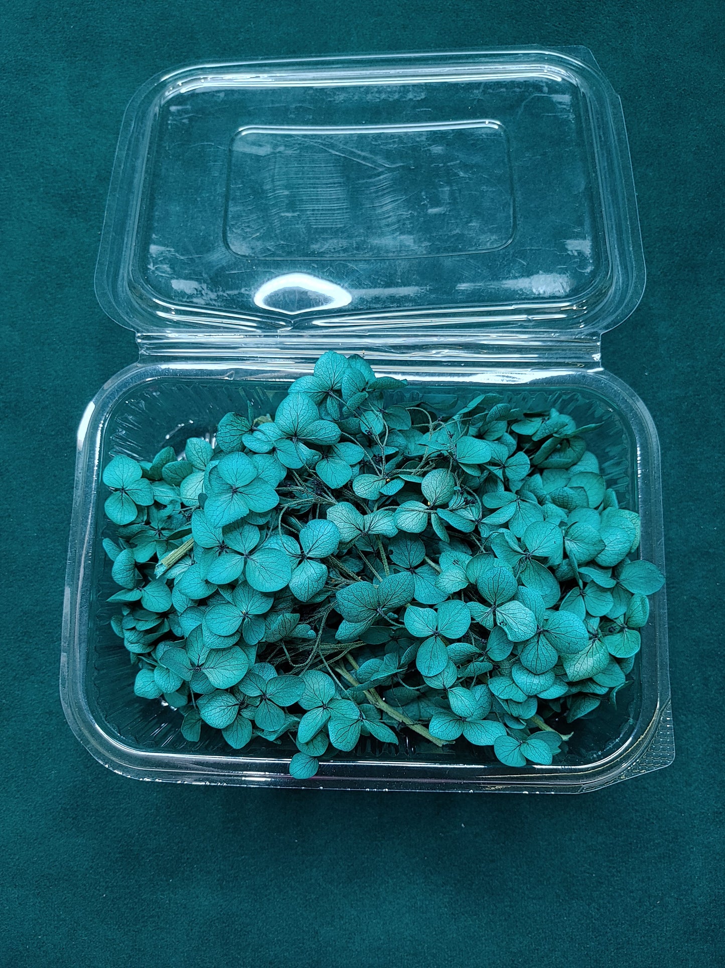 Hydra Flower Big Box