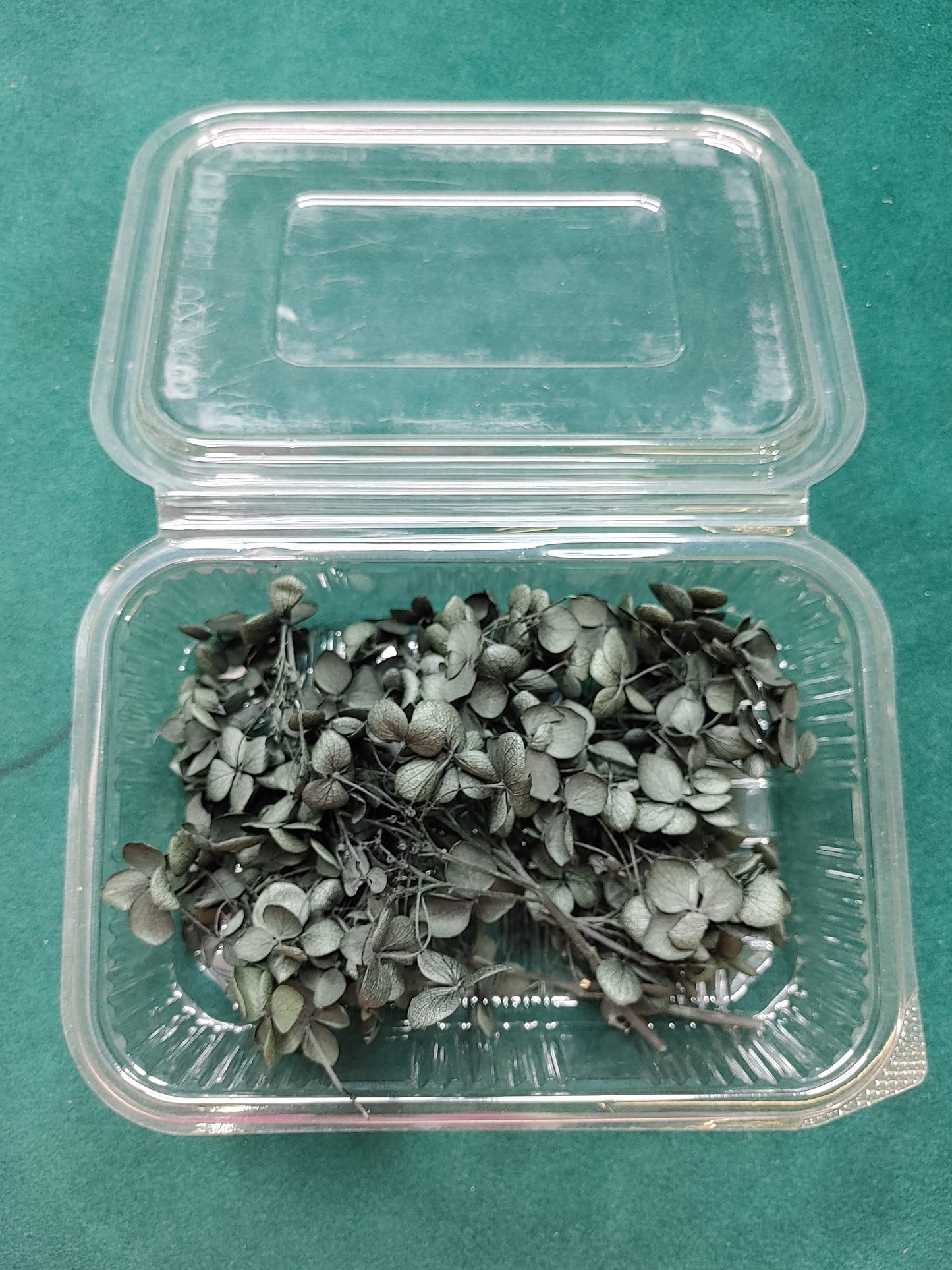 Hydra Flower Big Box