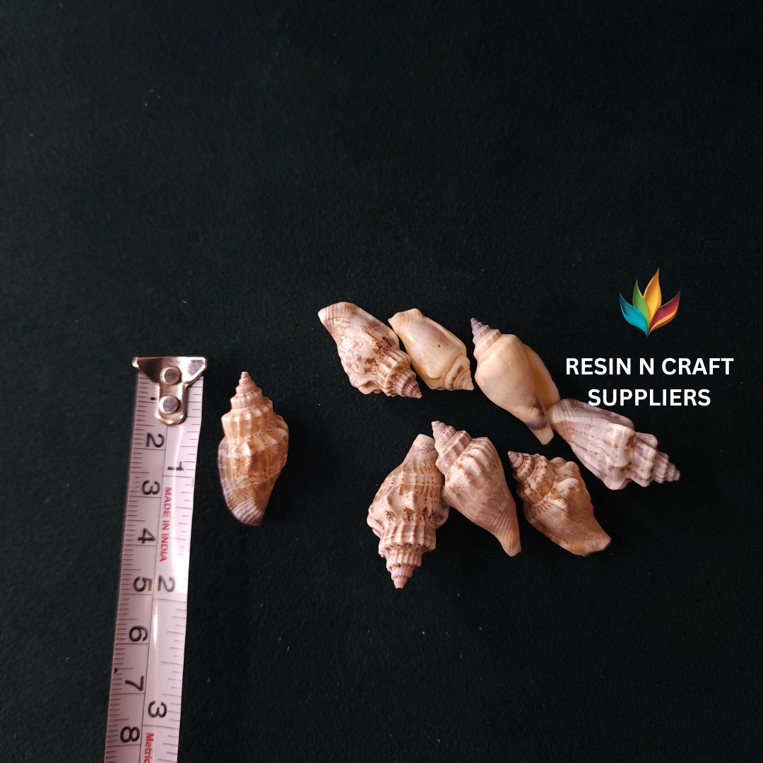 Natural Ridged Whelk Shell Stone 40 GRMS (Design 16)