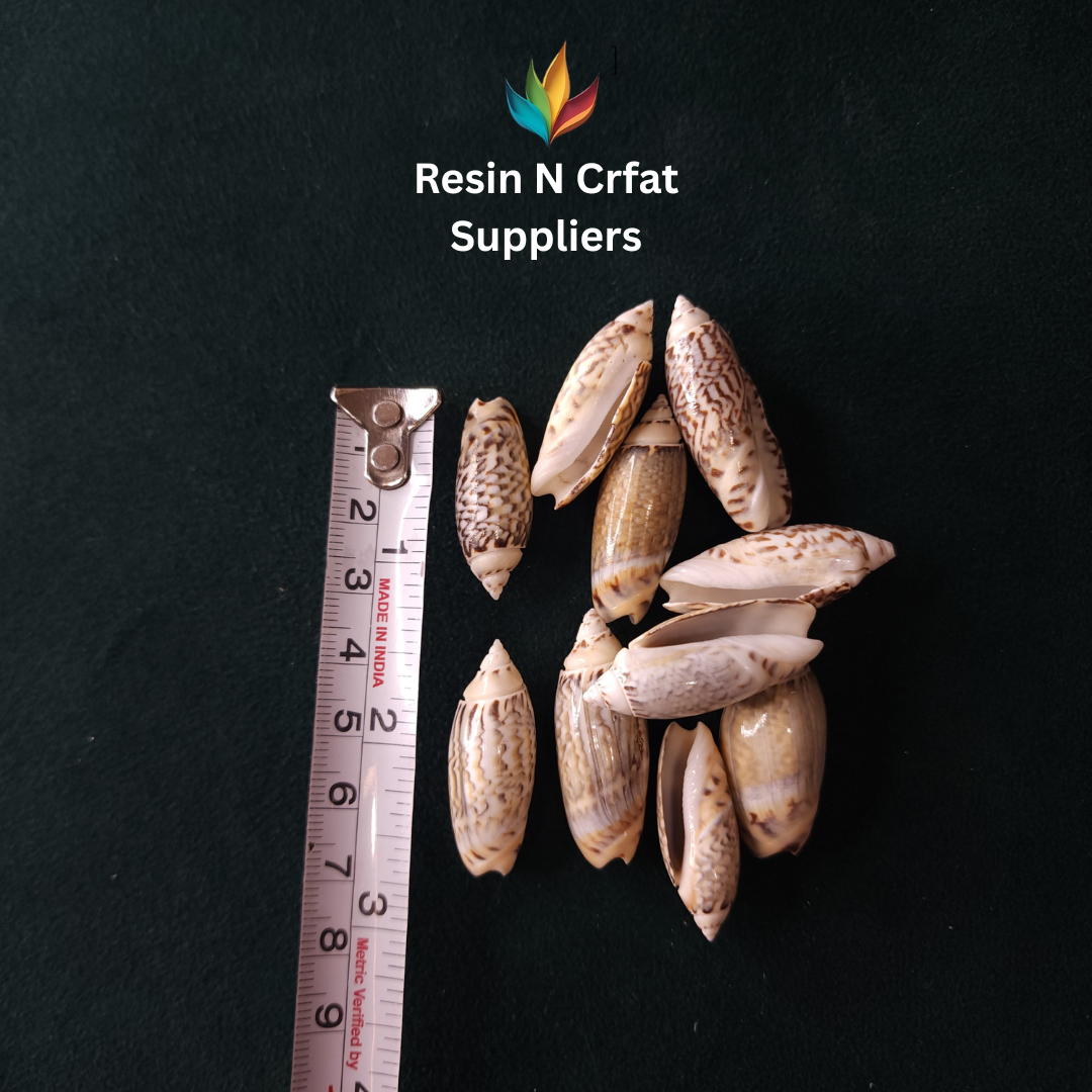 Small Striped Olive Shells 40 GRMS (Design 25)