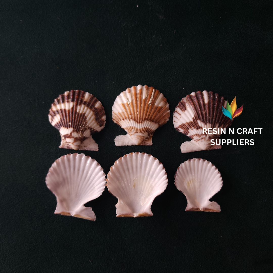 Two-Tone Striped Scallop Shell Stone 40 GRMS (Design 07)