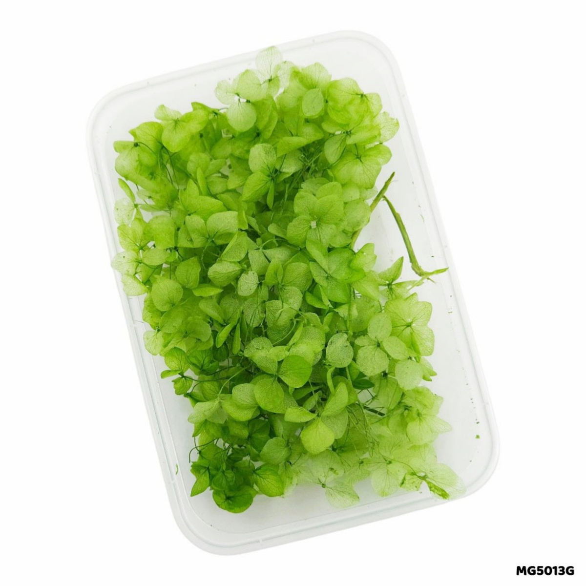 Dried Hydrangea (Hydra) Flowers – Light Green | Code: DMG5013JF
