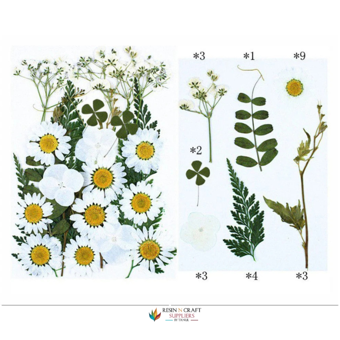 25 In 1 Pressed Flowers Fl078