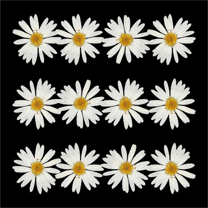 12Pcs White Daisy Dry Pressed Flower