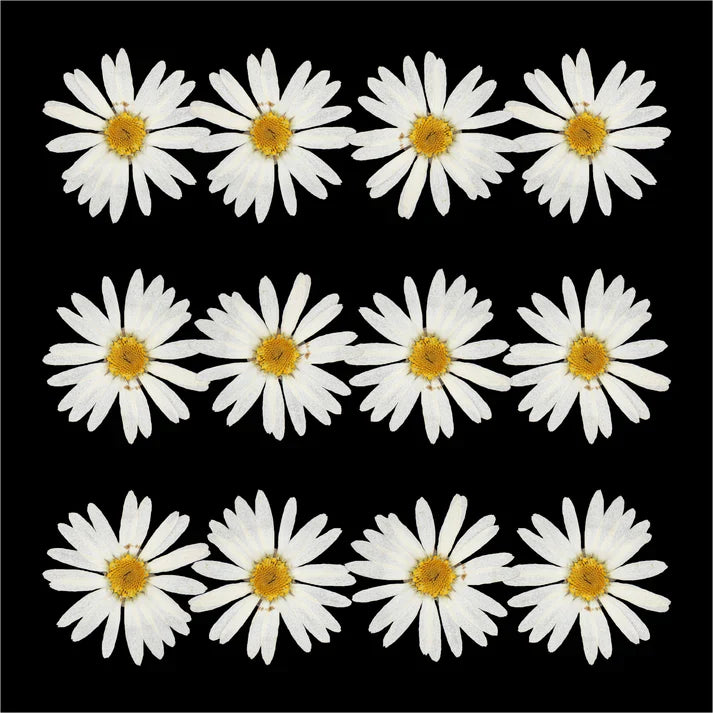 12Pcs White Daisy Dry Pressed Flower