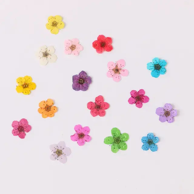 Plum Blossom Natural Pressed Flower Mixed Colour