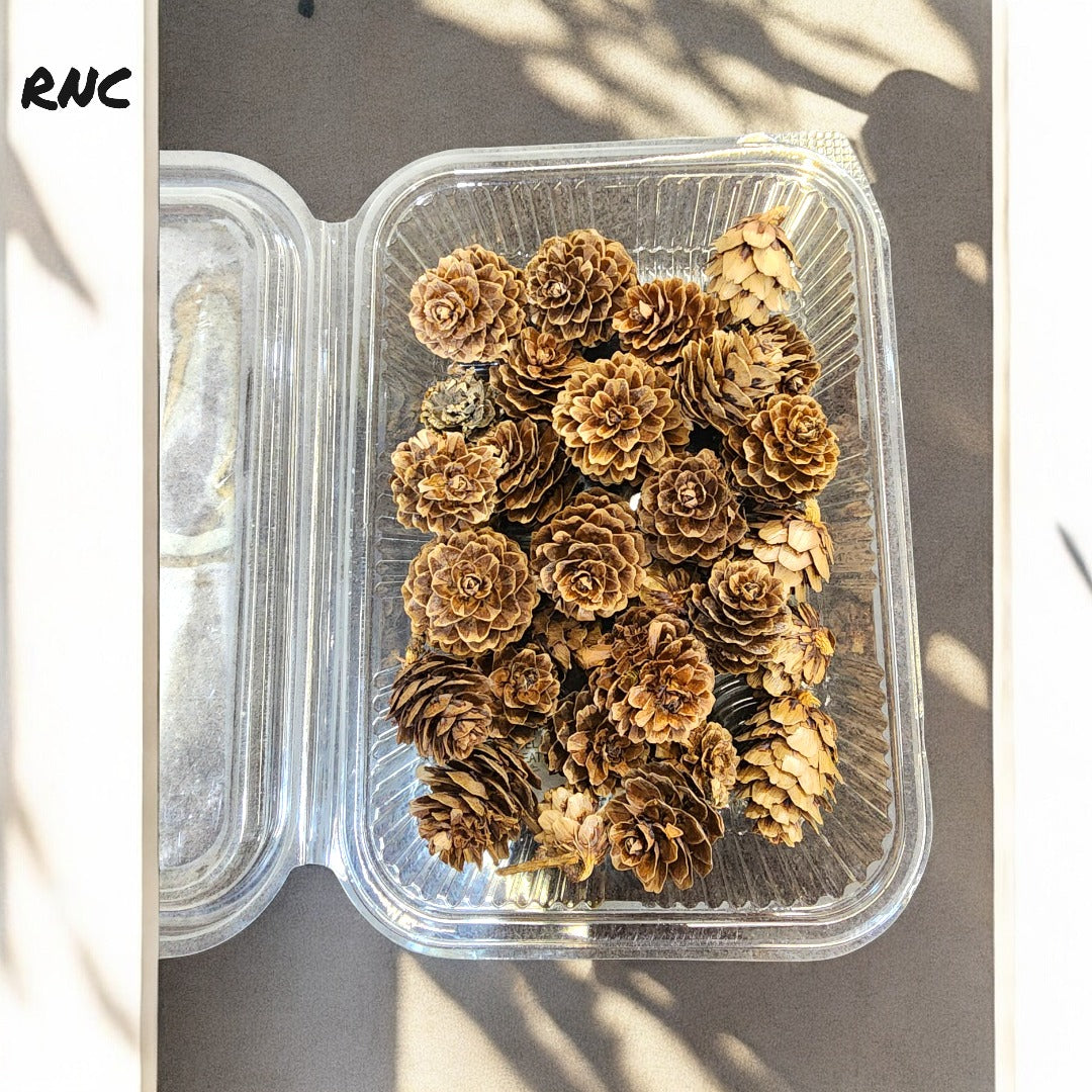 HBR-F01D PINCORN FLOWERS BROWN