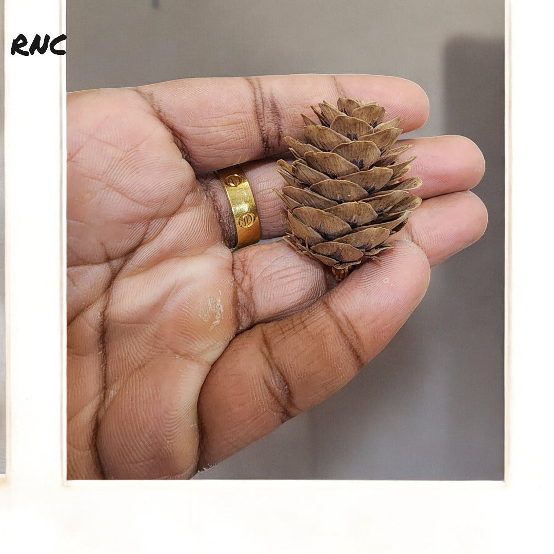HBR-F01D PINCORN FLOWERS BROWN