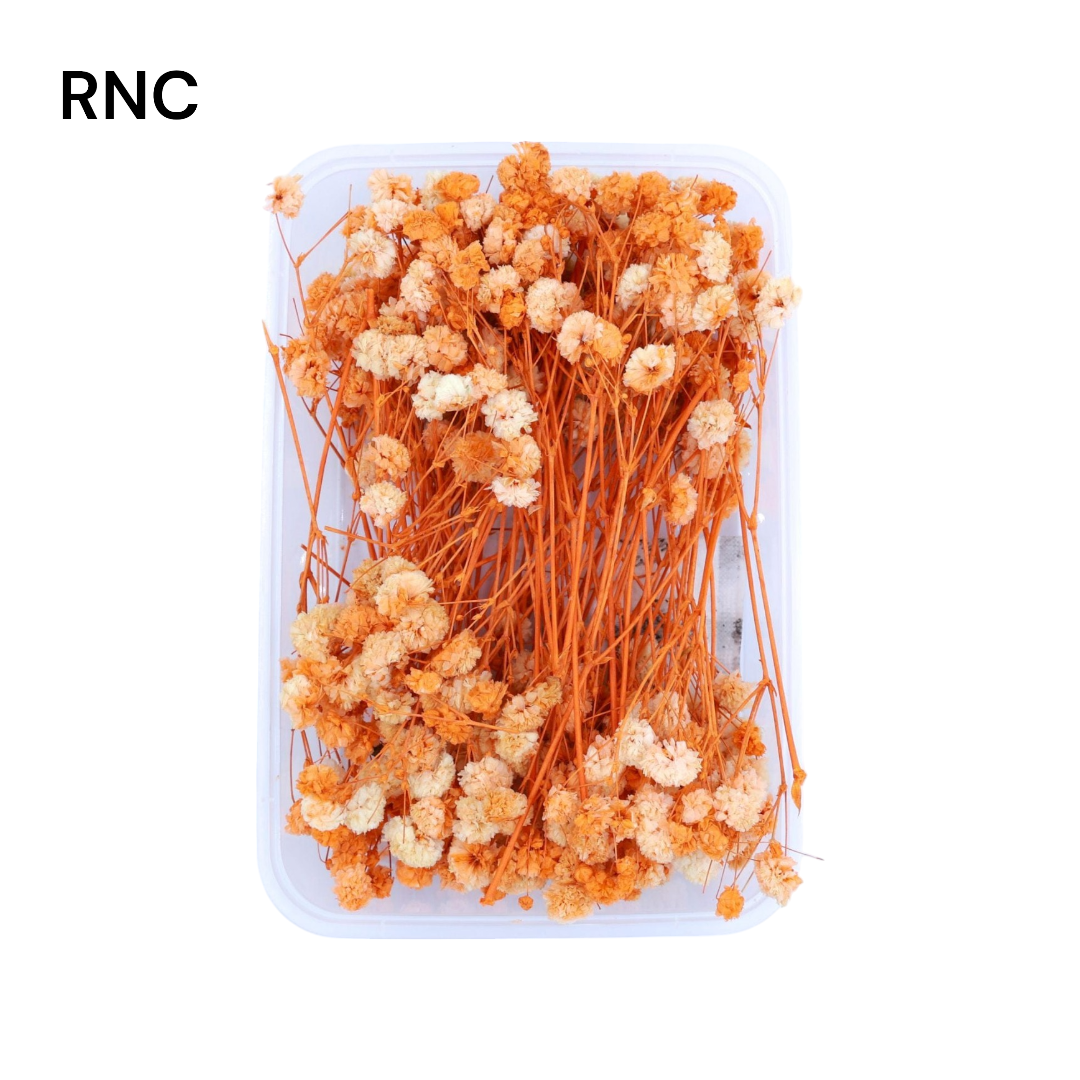 Baby Breath Dry Flower - Orange