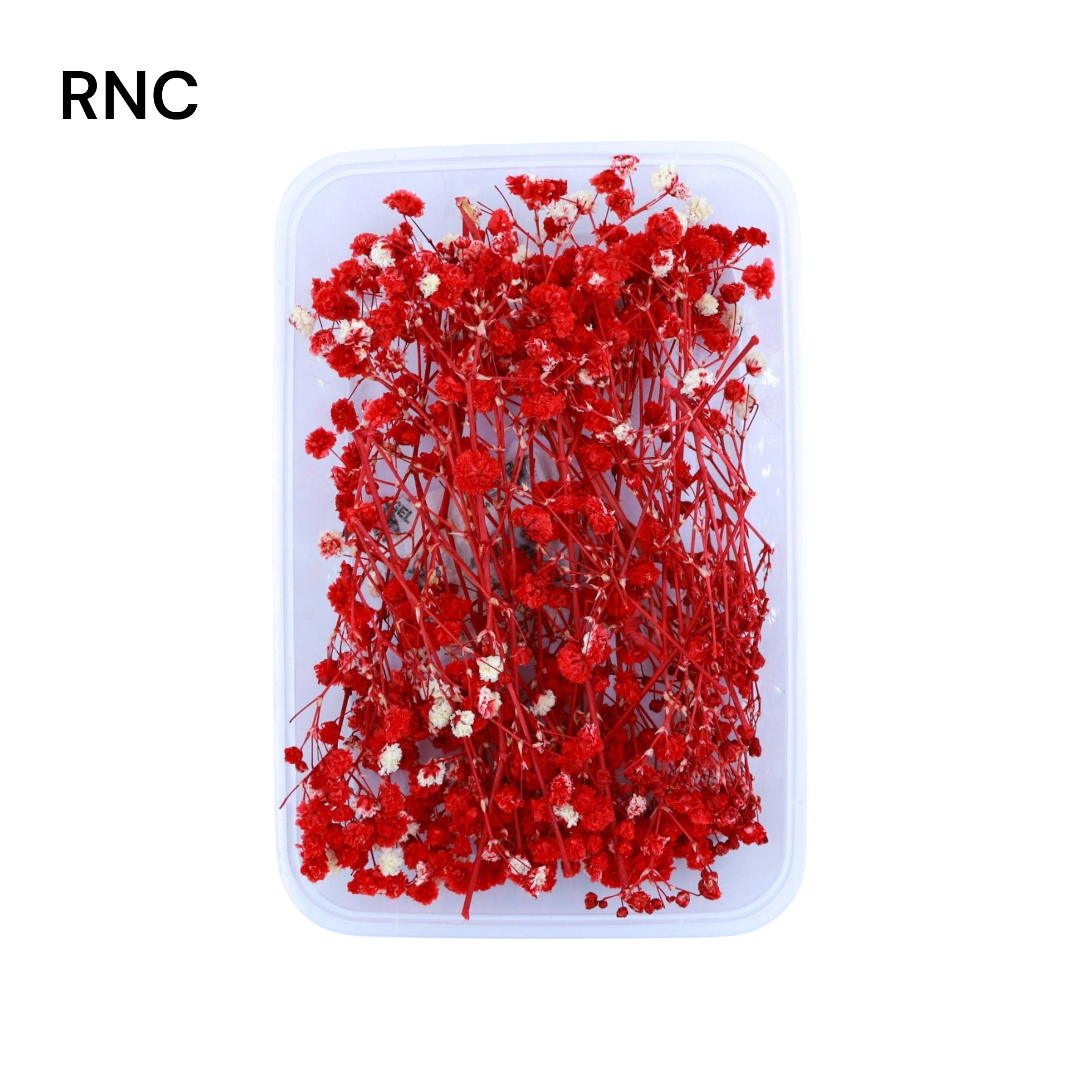 Baby Breath Dry Flower - Red
