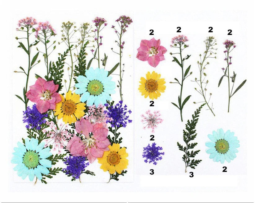 FL043 Premium Pressed Flower Sheet