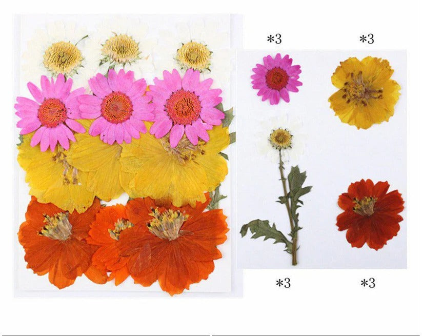 FL013 Premium Pressed Flower Sheet
