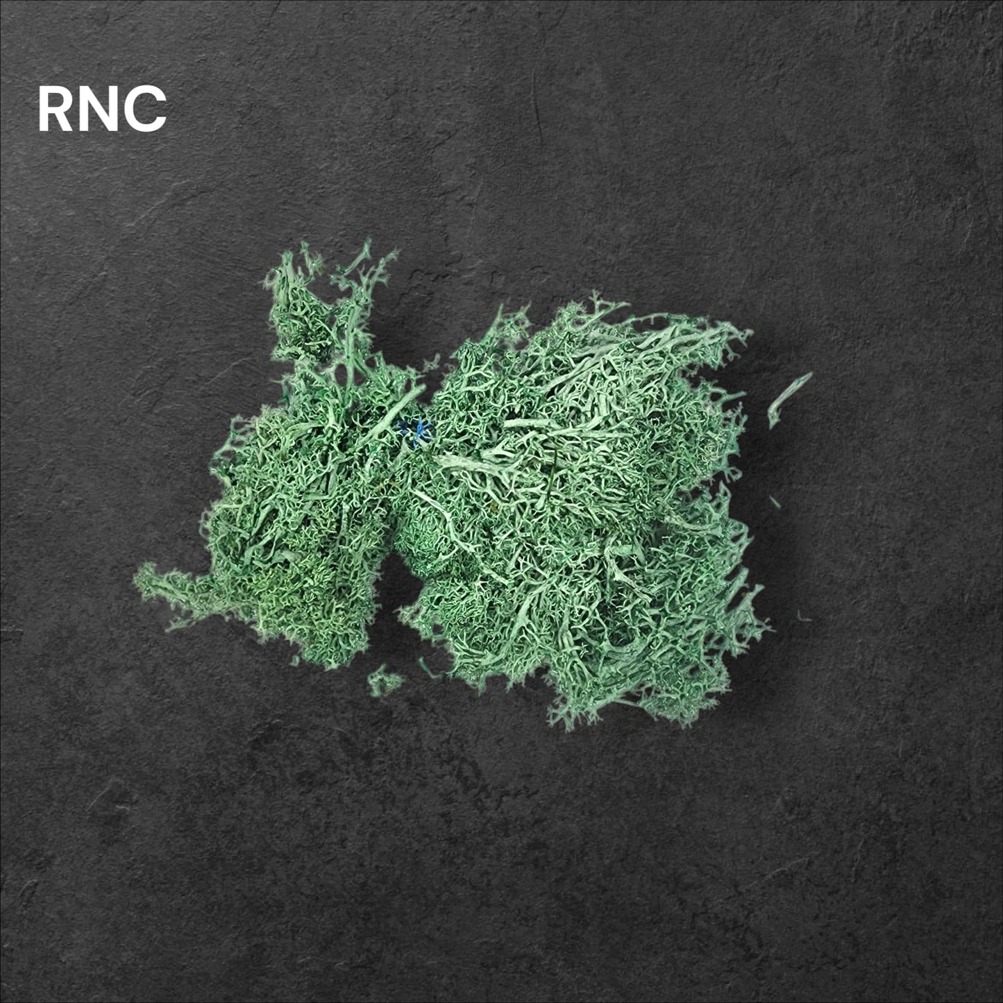 Preserved Reindeer moss Color - 6