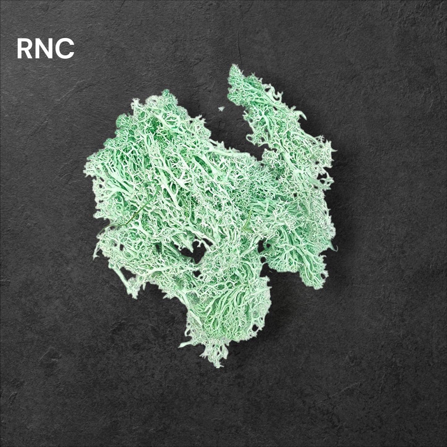 Preserved Reindeer moss Color - 5