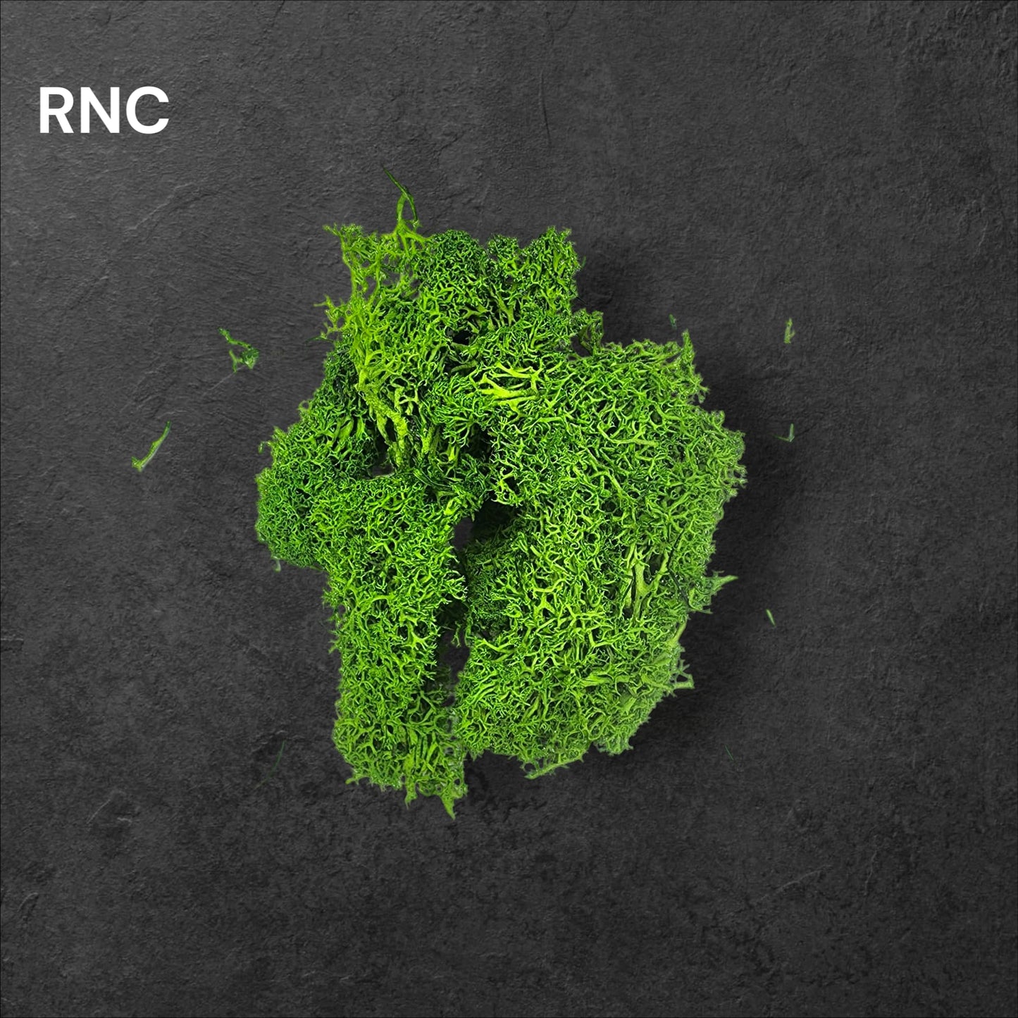Preserved Reindeer moss Color - 4