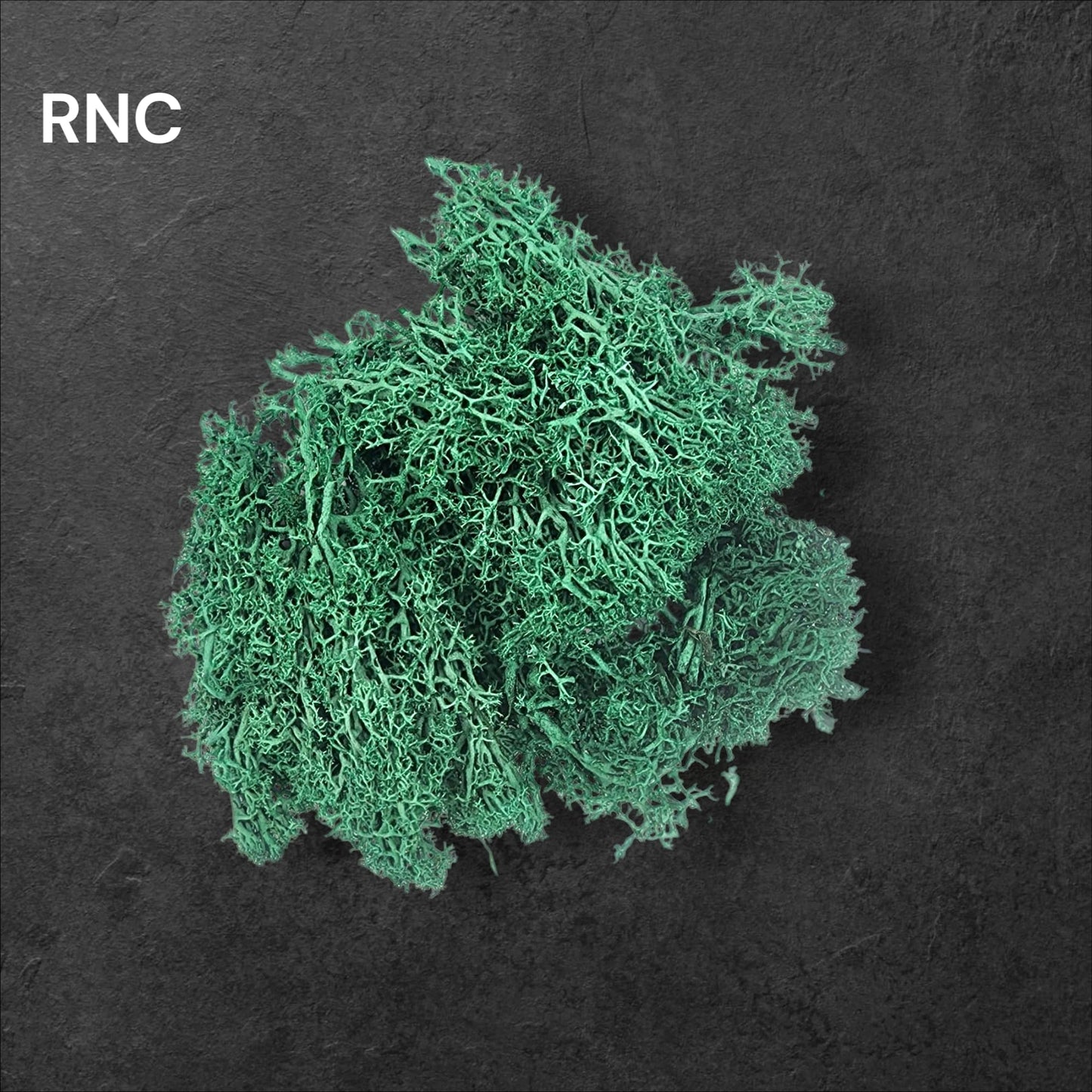 Preserved Reindeer moss Color - 3