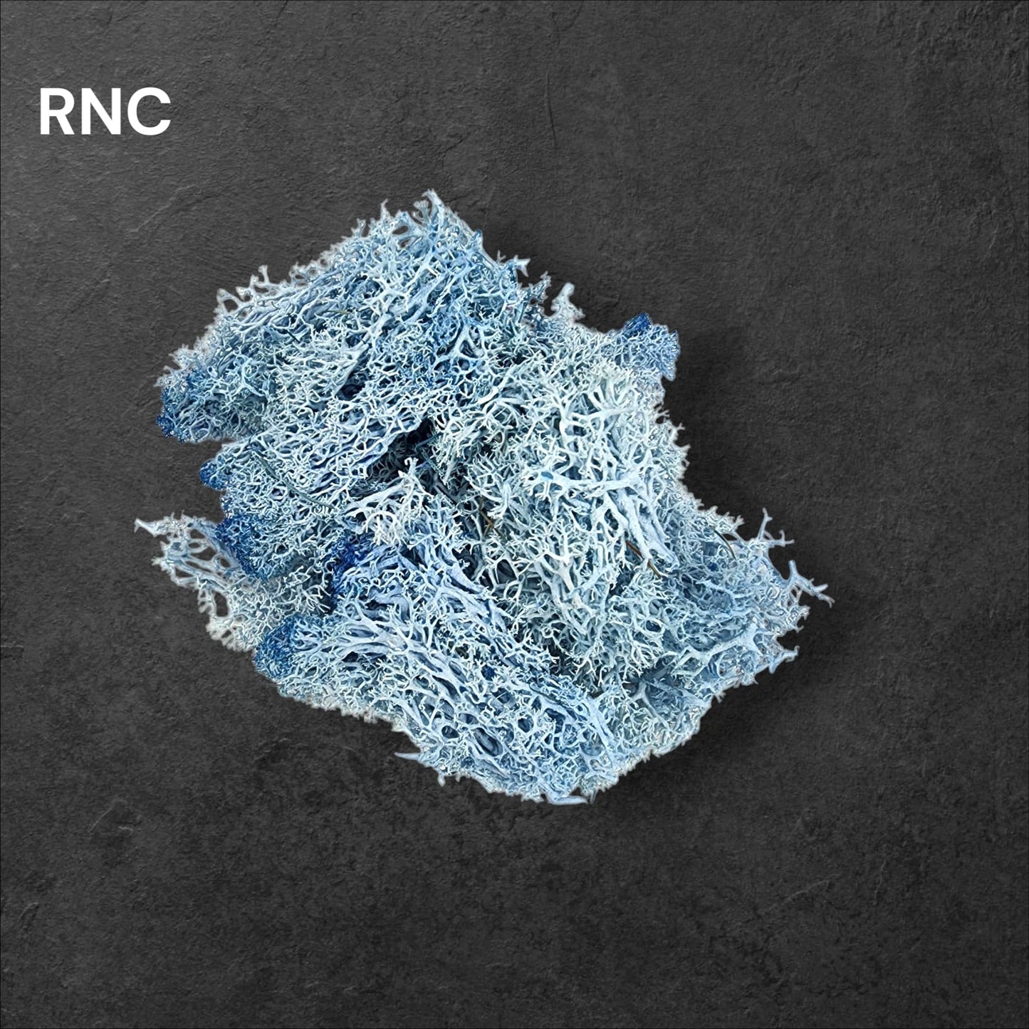 Preserved Reindeer moss Color - 2