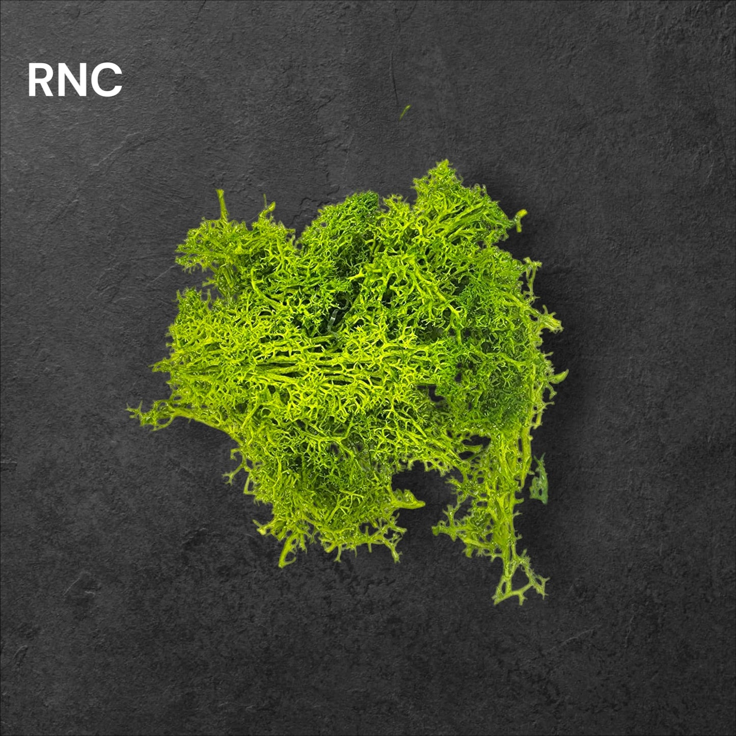 Preserved Reindeer moss Color - 1