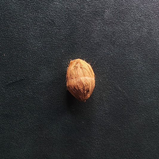 Dry Nariyal for Pooja & Festive Use 1 pc