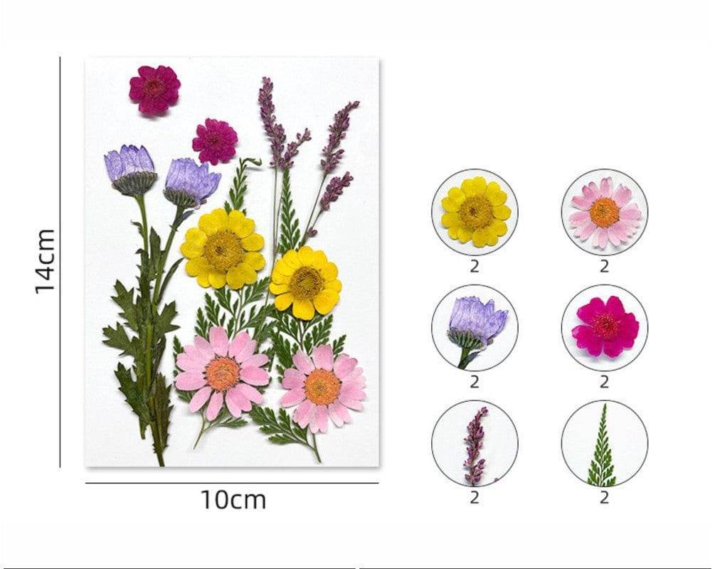 FL170 12 In 1 Pressed Flowers Fl170