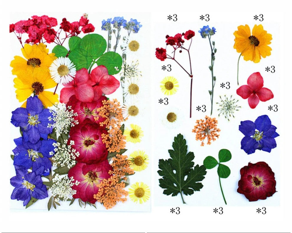 Fl156 36 In 1 Pressed Flowers