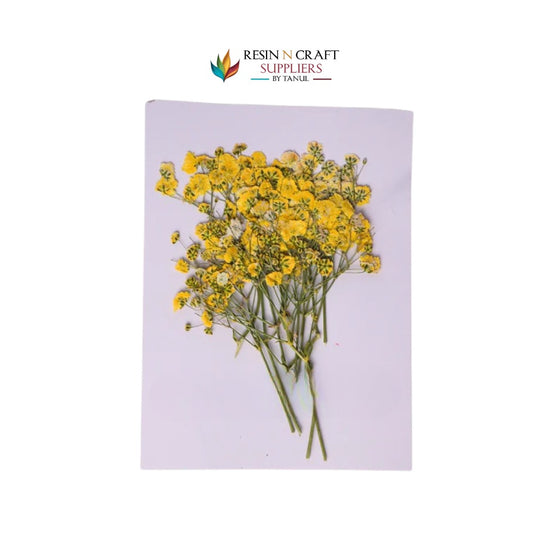 Baby Breath - Yellow