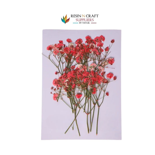 Baby Breath - Red