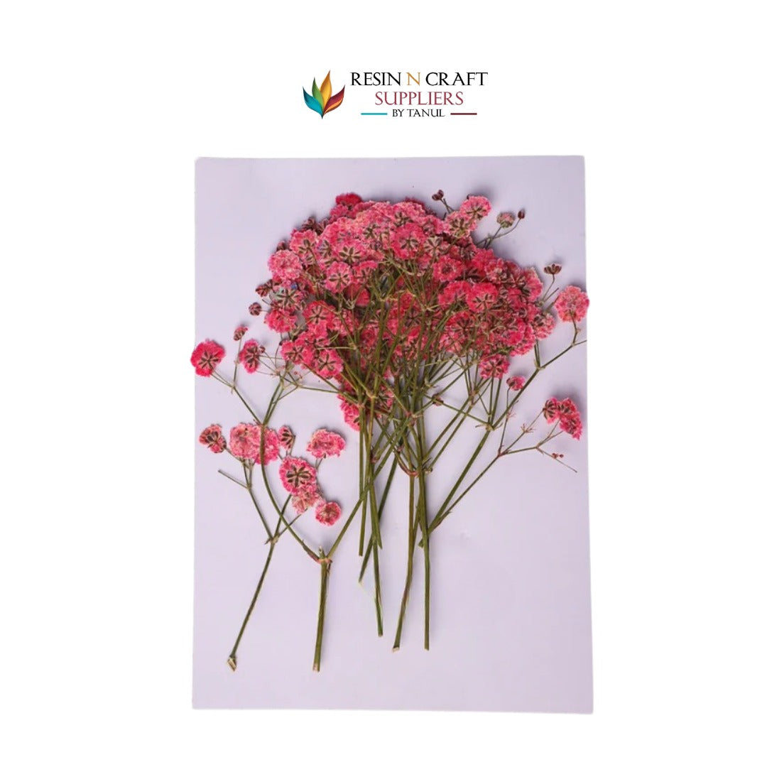 Baby Breath - Pink