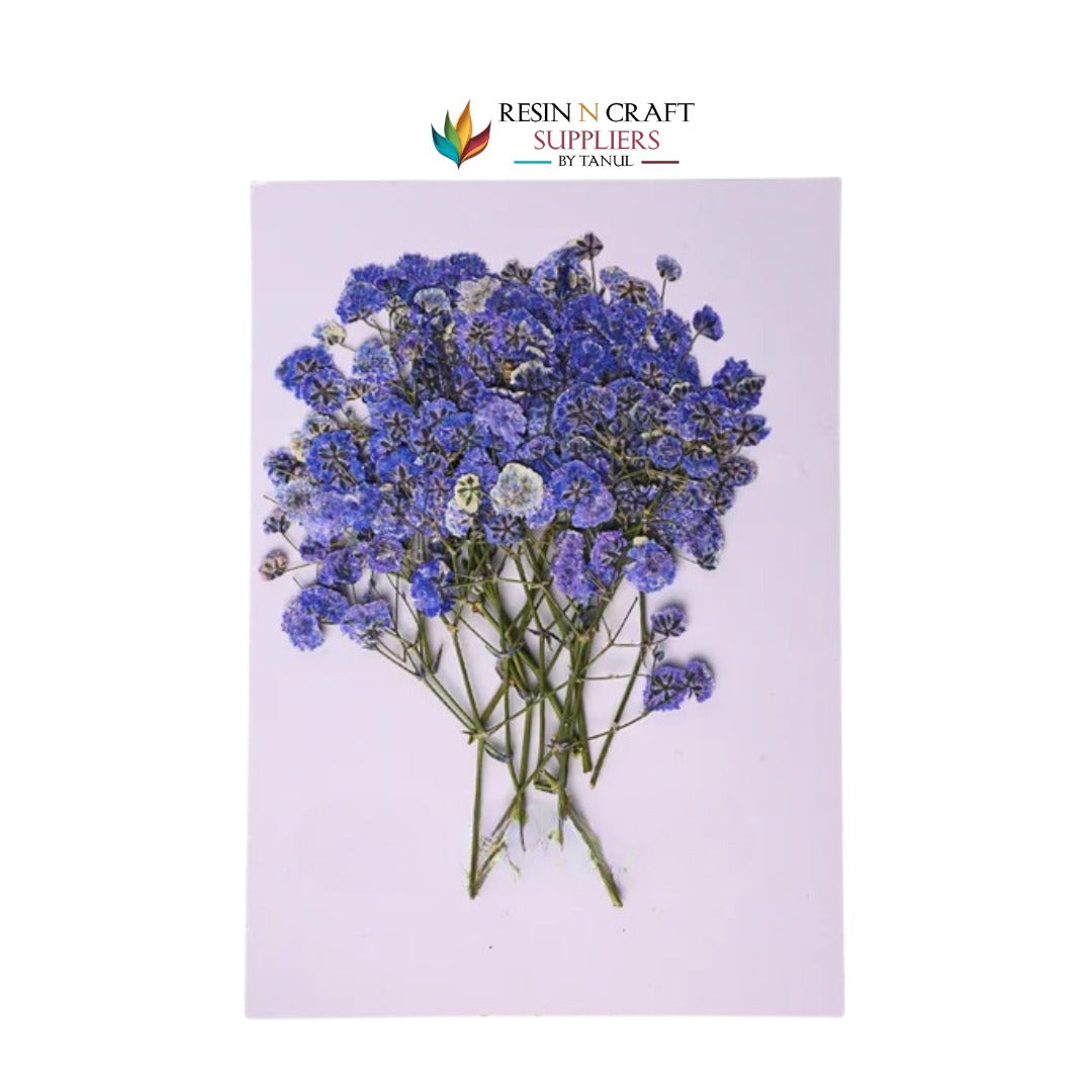 Baby Breath - Bluish Lavendar