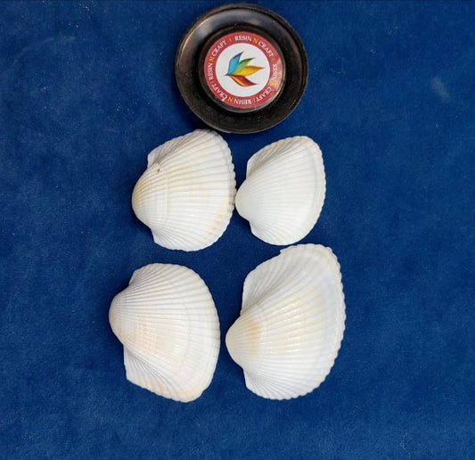 Sea Shell Design 6 (40 Grm Pack