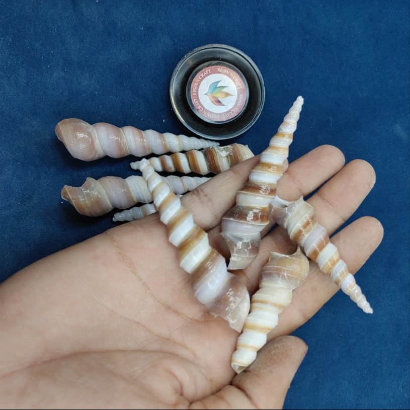 Sea Shell Design 8 ( 4 pcs Pack