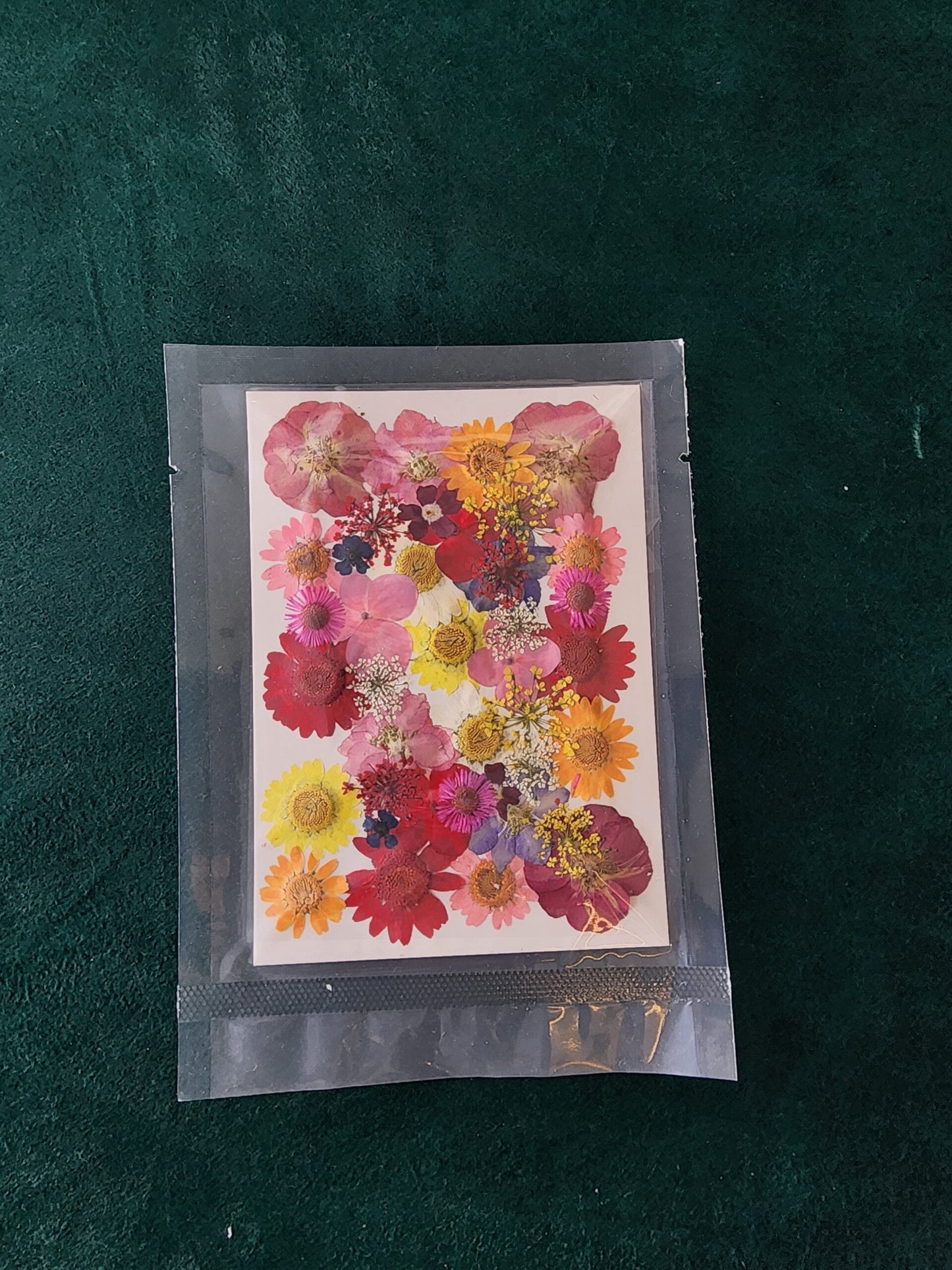 Pressed Flowers PS018