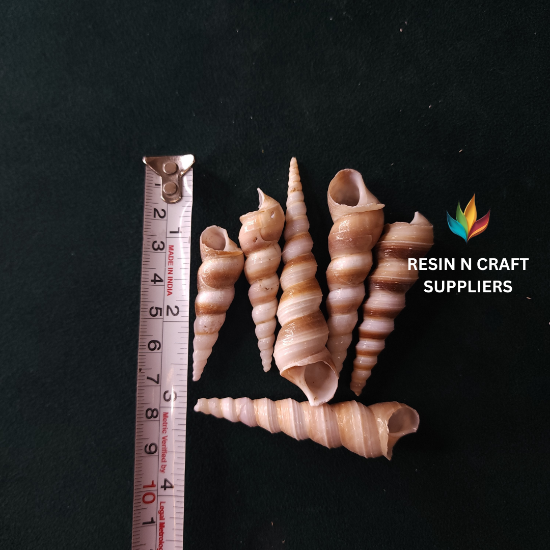 Glossy Spiral Whelk Shells Stone 40 GRMS (Design 20)