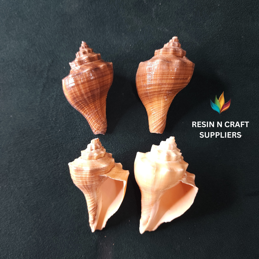 Glossy Spiral Whelk Shells Stone 40 GRMS (Design 6) – RESIN N CRAFT ...