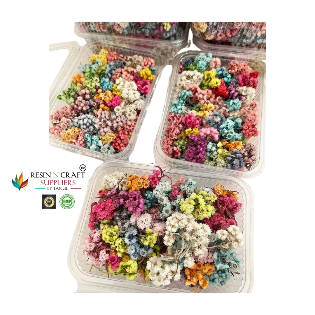 Himalayan Daisy Dried Flower