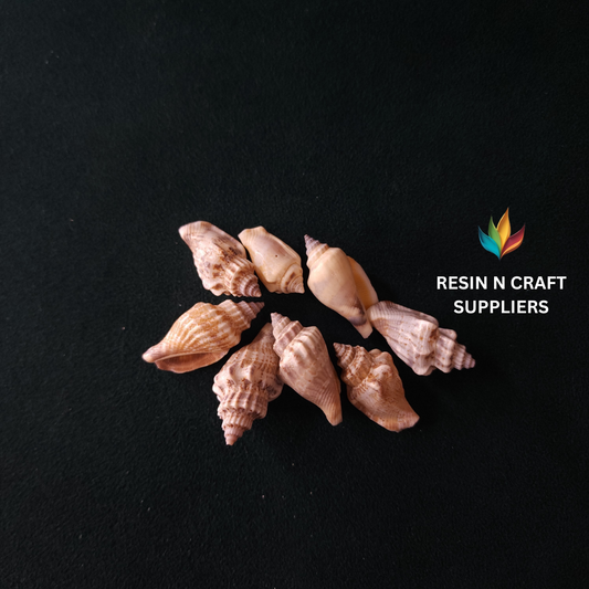 Natural Ridged Whelk Shell Stone 40 GRMS (Design 16)