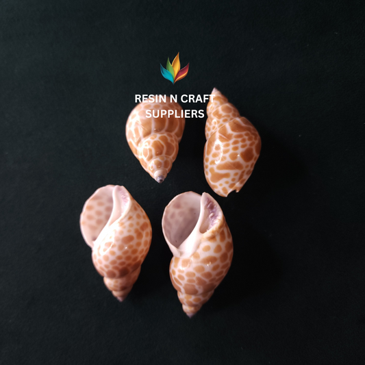 Spotted Leopard Print  Shells  Stone 40 GRMS (Design 2)