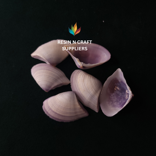Purple-Hued Clam Stone Shells 40 GRMS