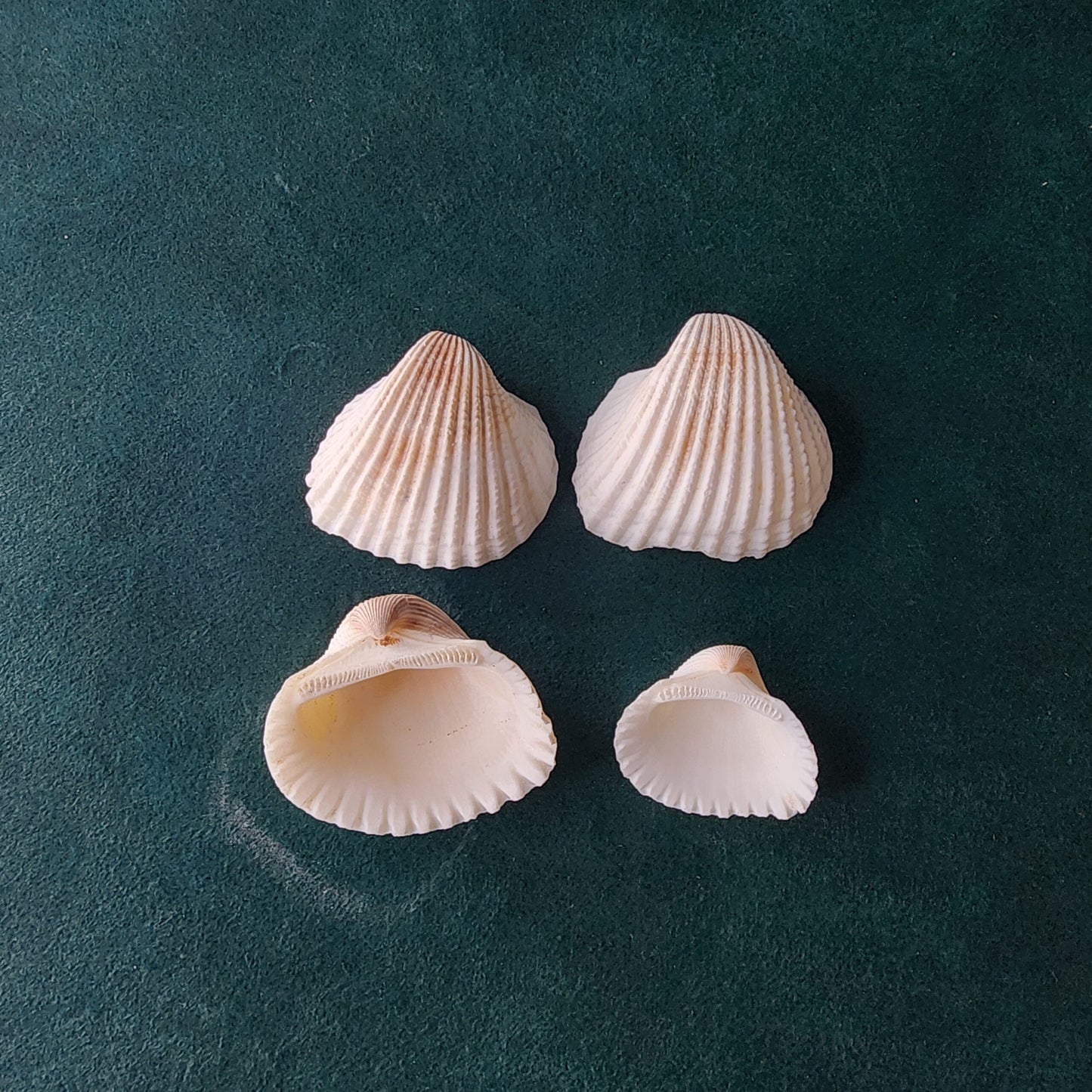 White Mermaid Shell