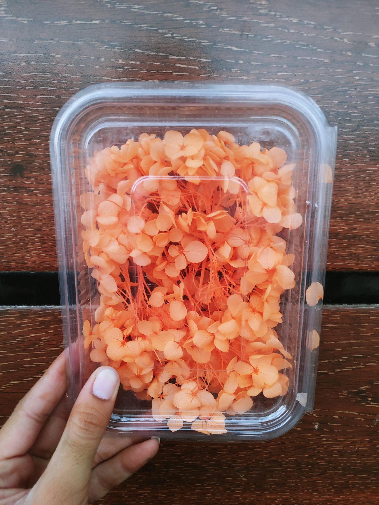Hydra Flower Big Box