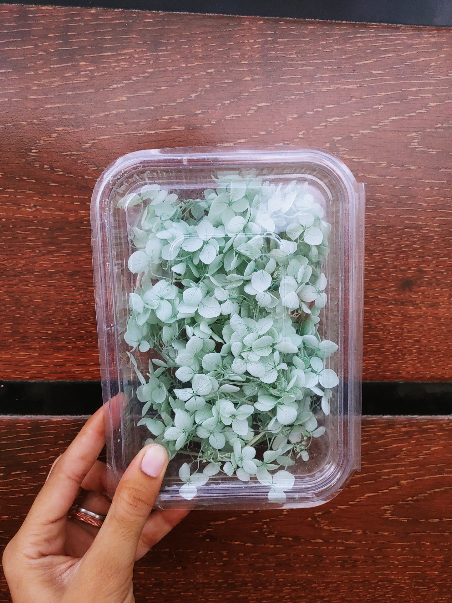 Hydra Flower Big Box