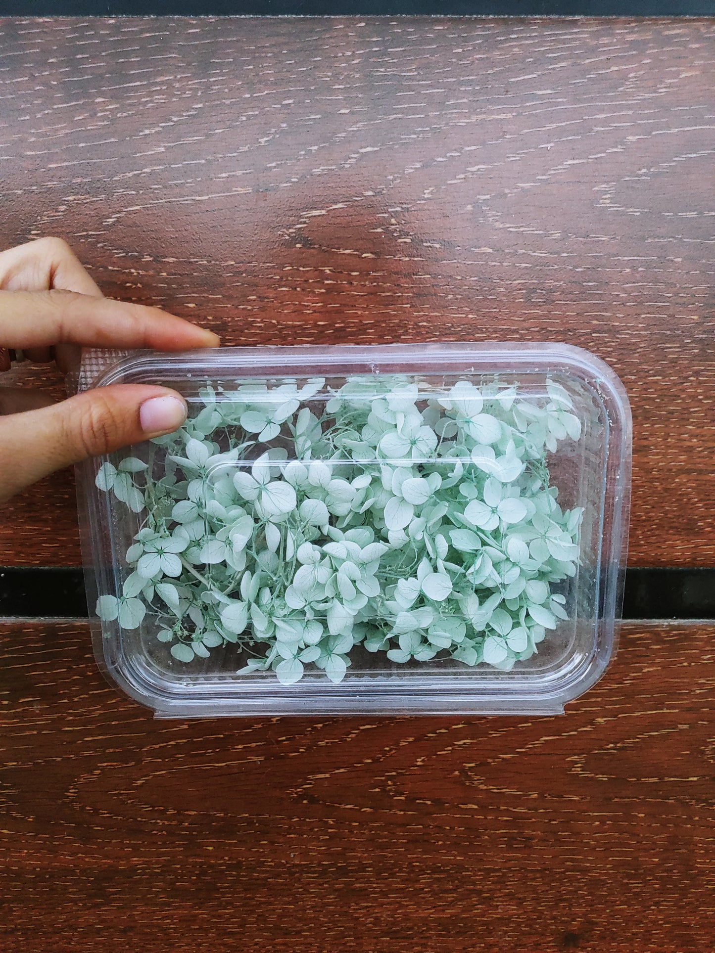 Hydra Flower Big Box