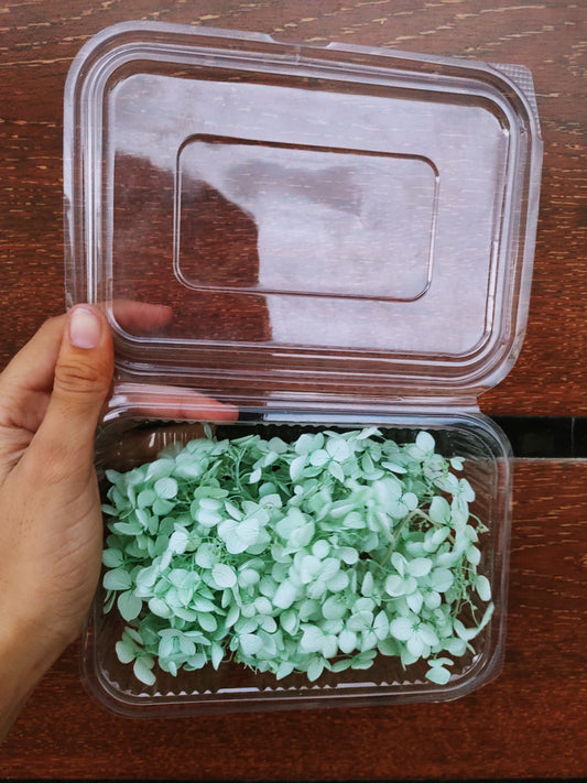 Hydra Flower Big Box