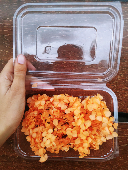 Hydra Flower Big Box